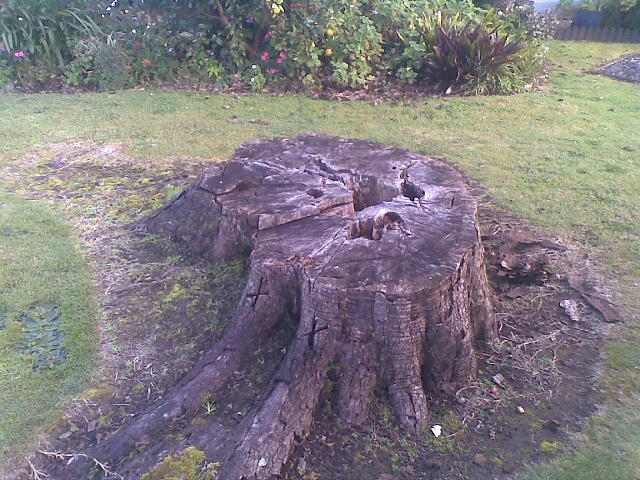 aborist-aborcaretm-stump-grinding-2