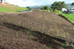 aborist-aborcaretm-mulch-6