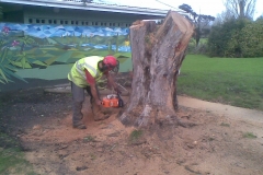 aborist-aborcaretm-stump-grinding-1