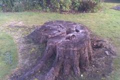 aborist-aborcaretm-stump-grinding-2