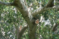 aborist-aborcaretm-tree-trimming-and-pruning-1